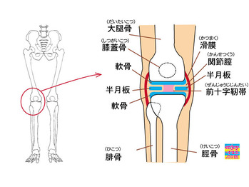 膝蓋骨